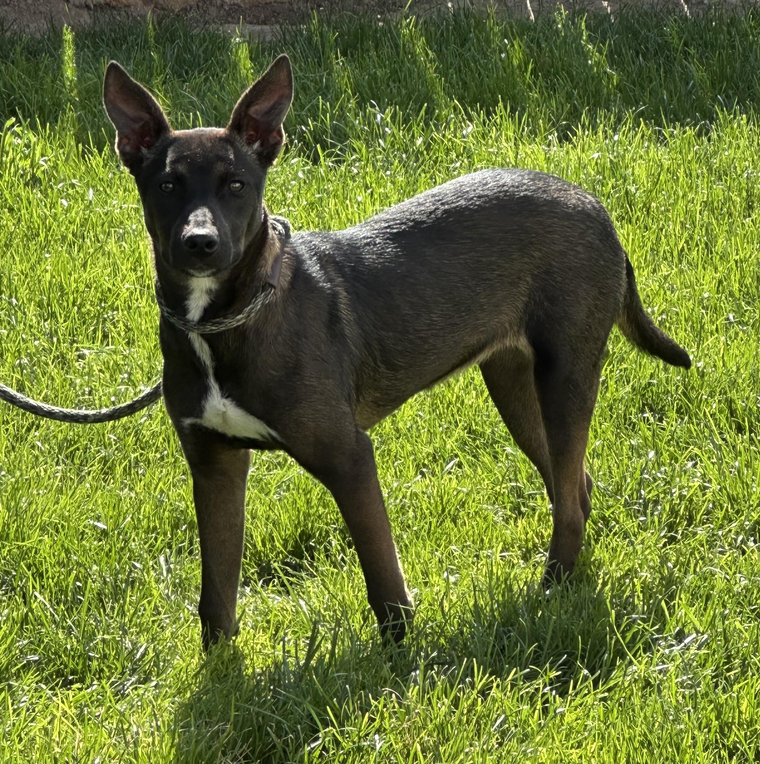 Tequila, adopted, Young Female Belgian Shepherd / Malinois.
