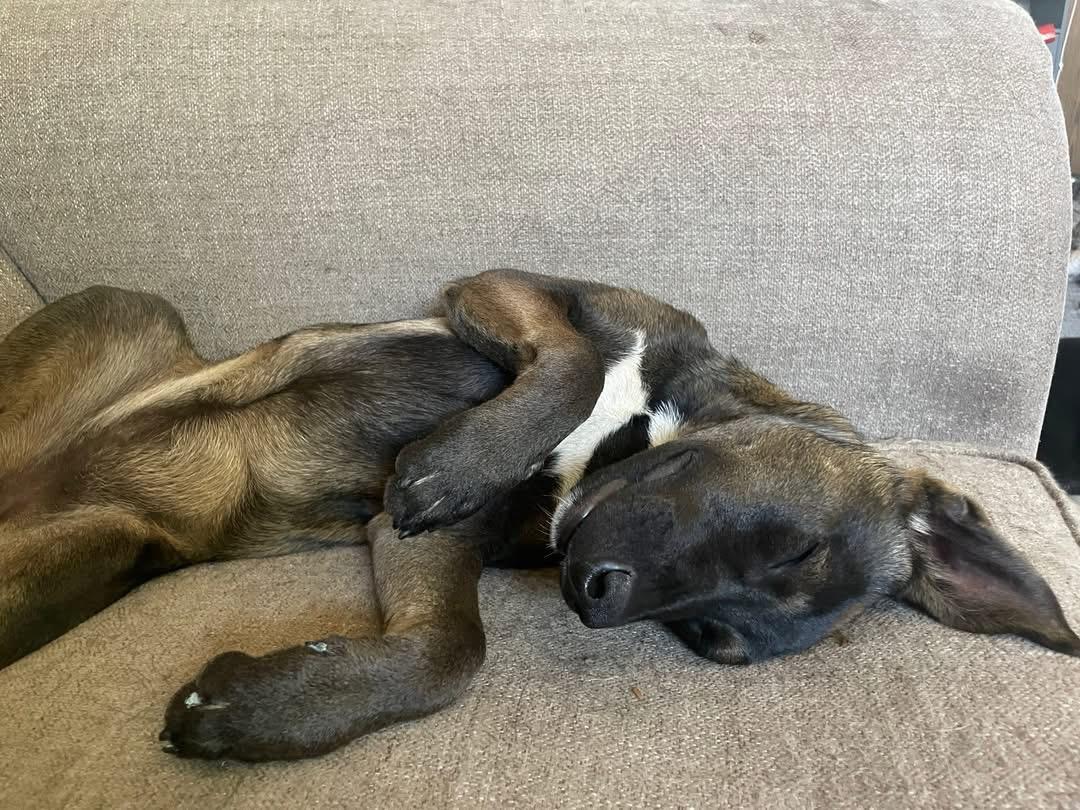 Enlarge Tequila, an adopted mixed breed in Kuna, ID image 3/5