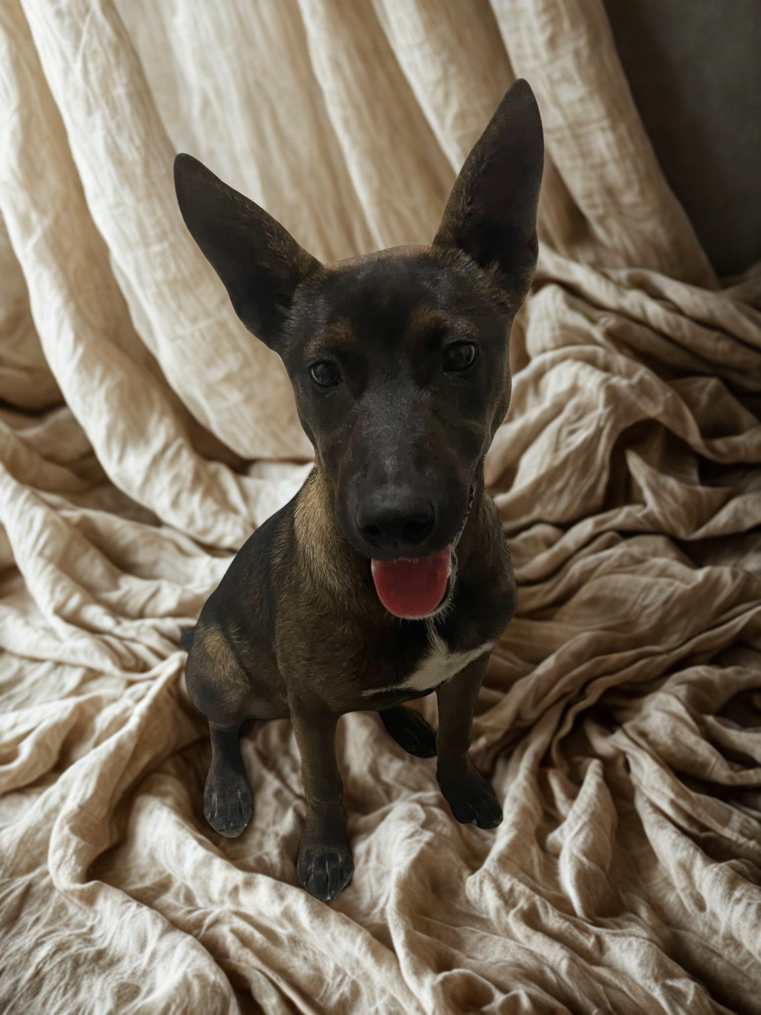 Enlarge Tequila, an adopted mixed breed in Kuna, ID image 2/5