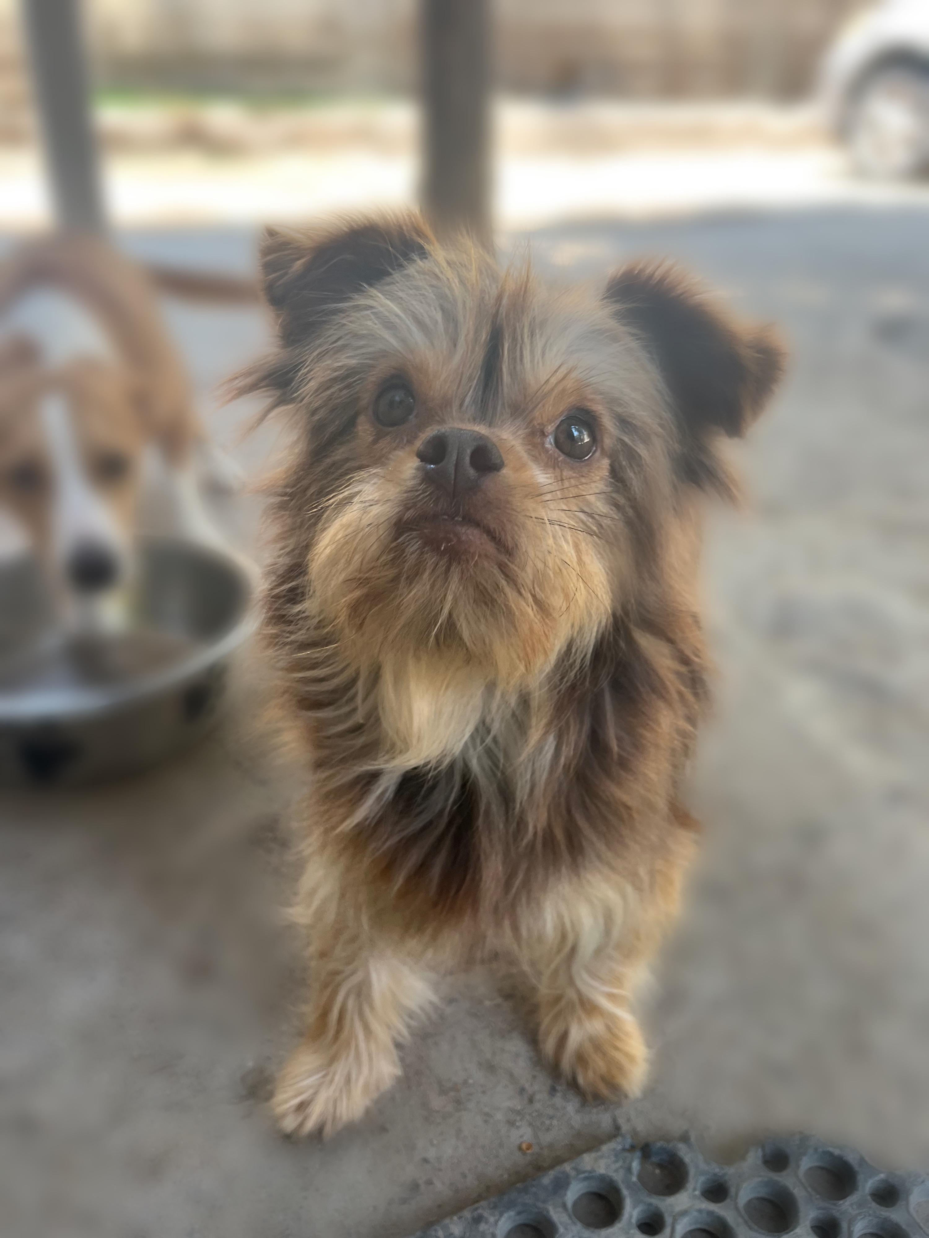 Dottie