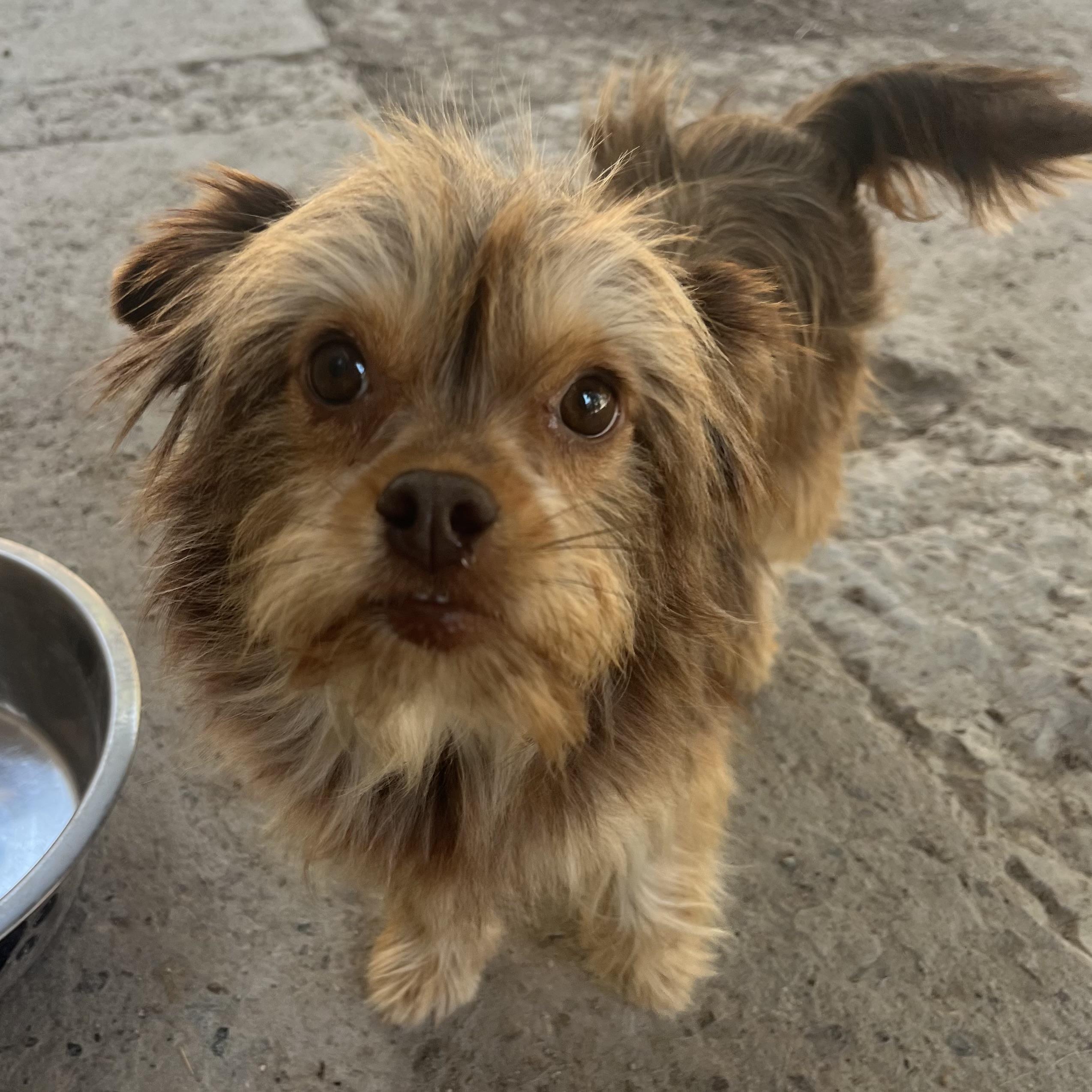 Dottie, a Adoptable mixed breed in Chula Vista, CA image 4/4