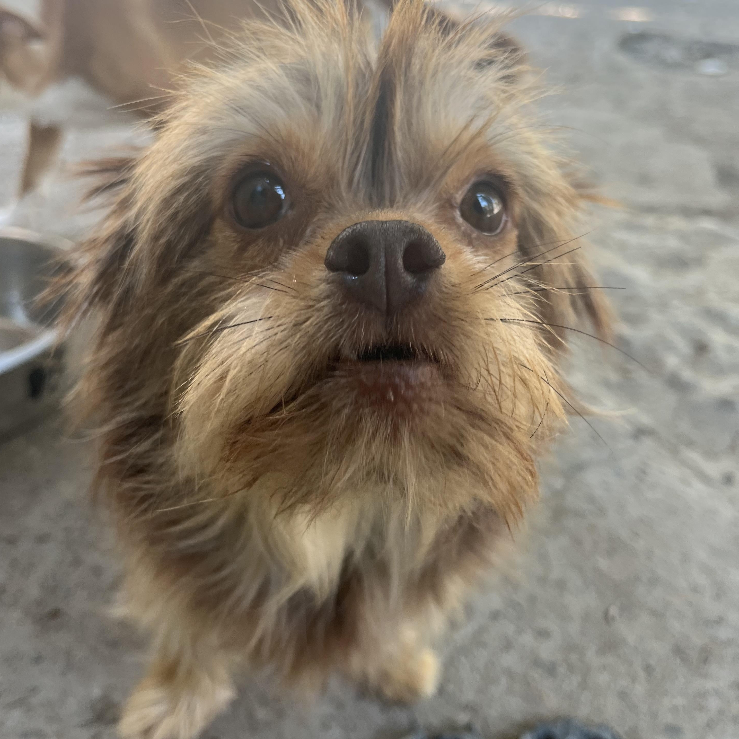 Dottie, a Adoptable mixed breed in Chula Vista, CA image 3/4