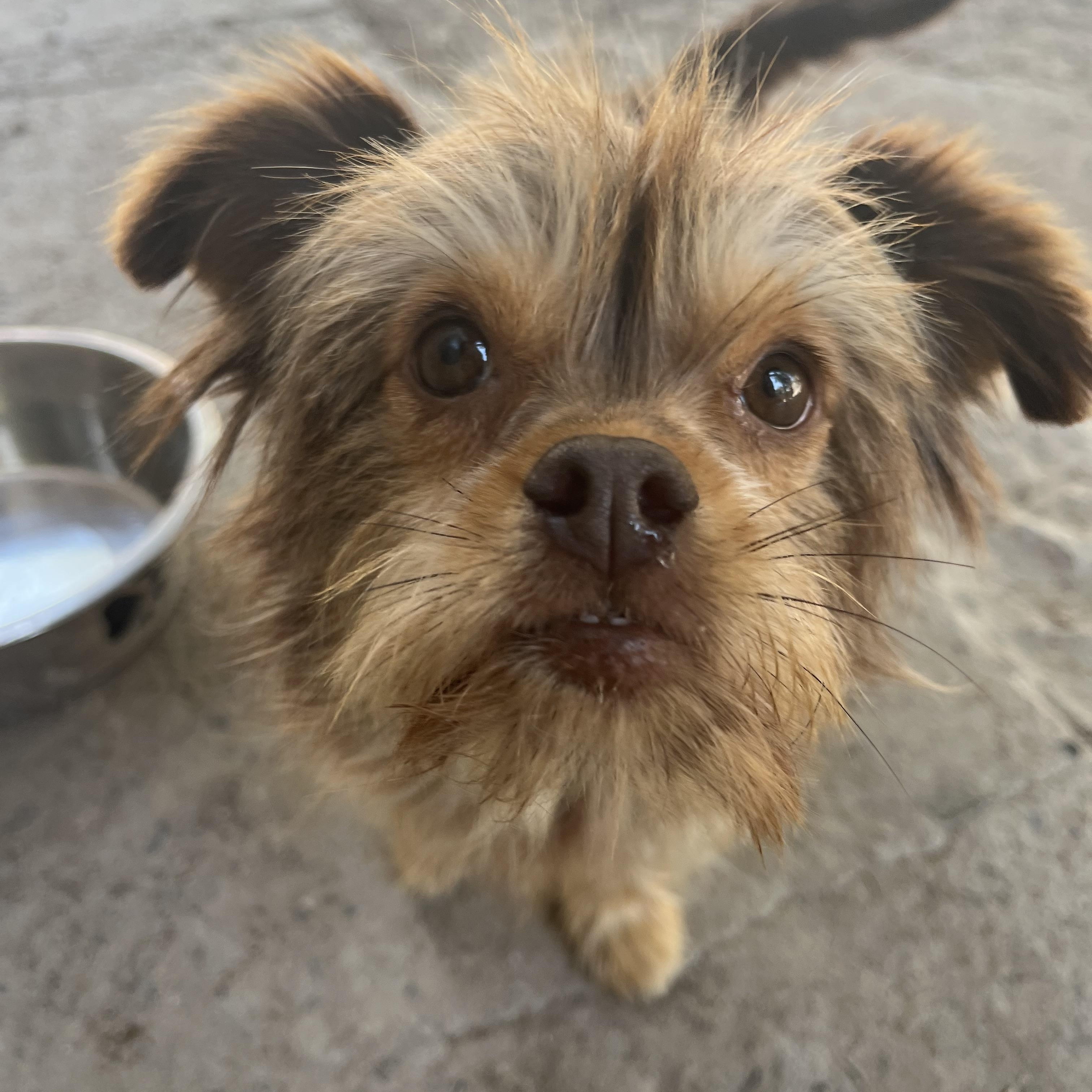 Dottie, a Adoptable mixed breed in Chula Vista, CA image 2/4