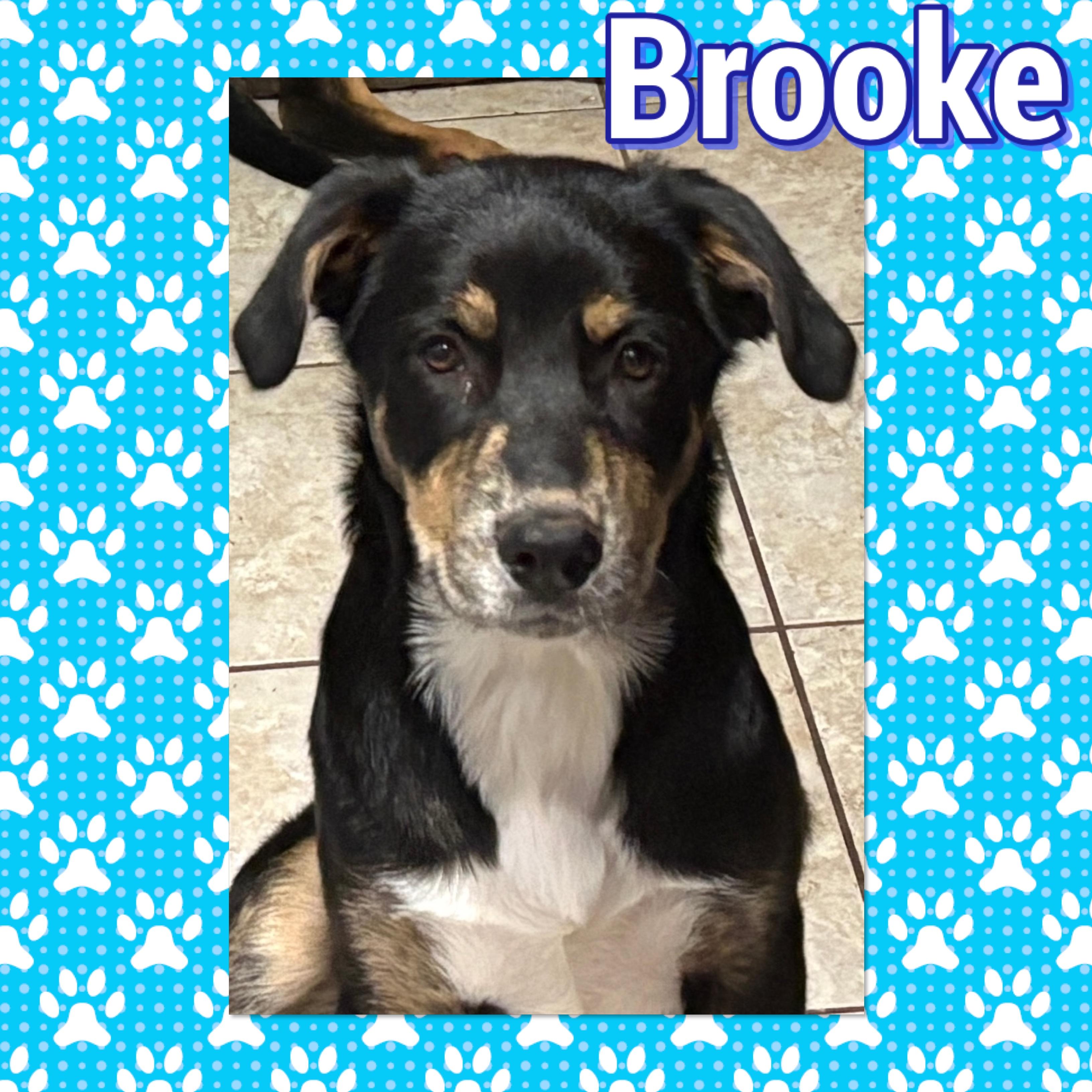 Brookie, Young Male German Shepherd Dog