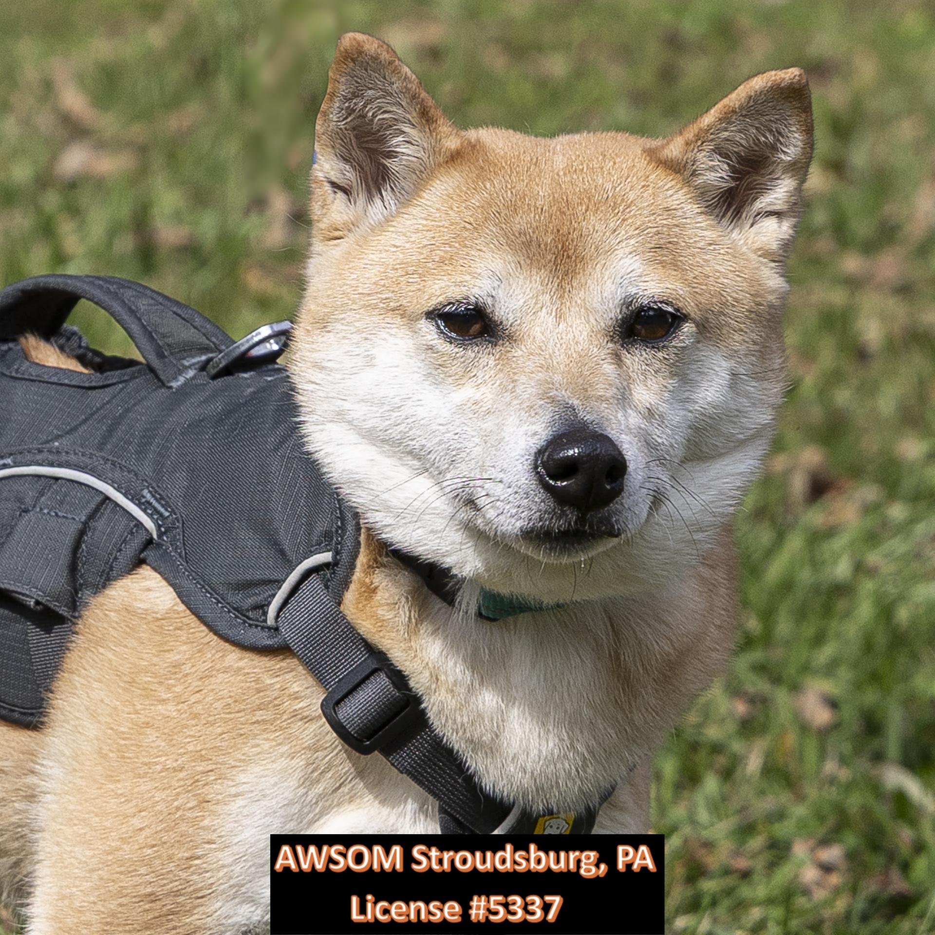 Kitsune, an adoptable mixed breed in Stroudsburg, PA image 2/2