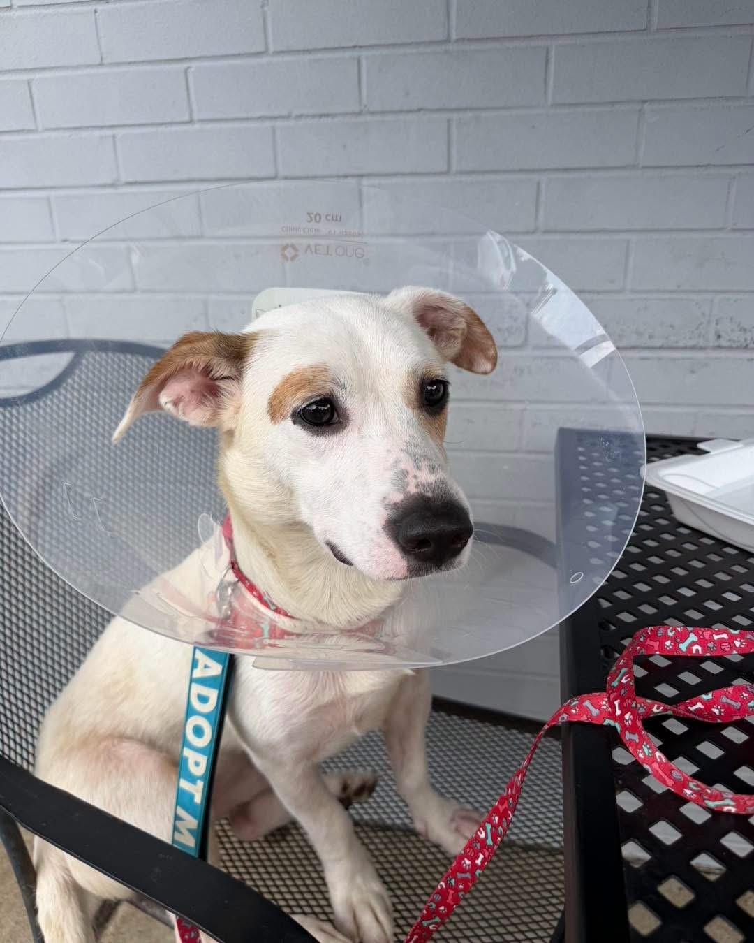 Enlarge Vinny, a Adopted mixed breed in Louisville, KY image 6/6