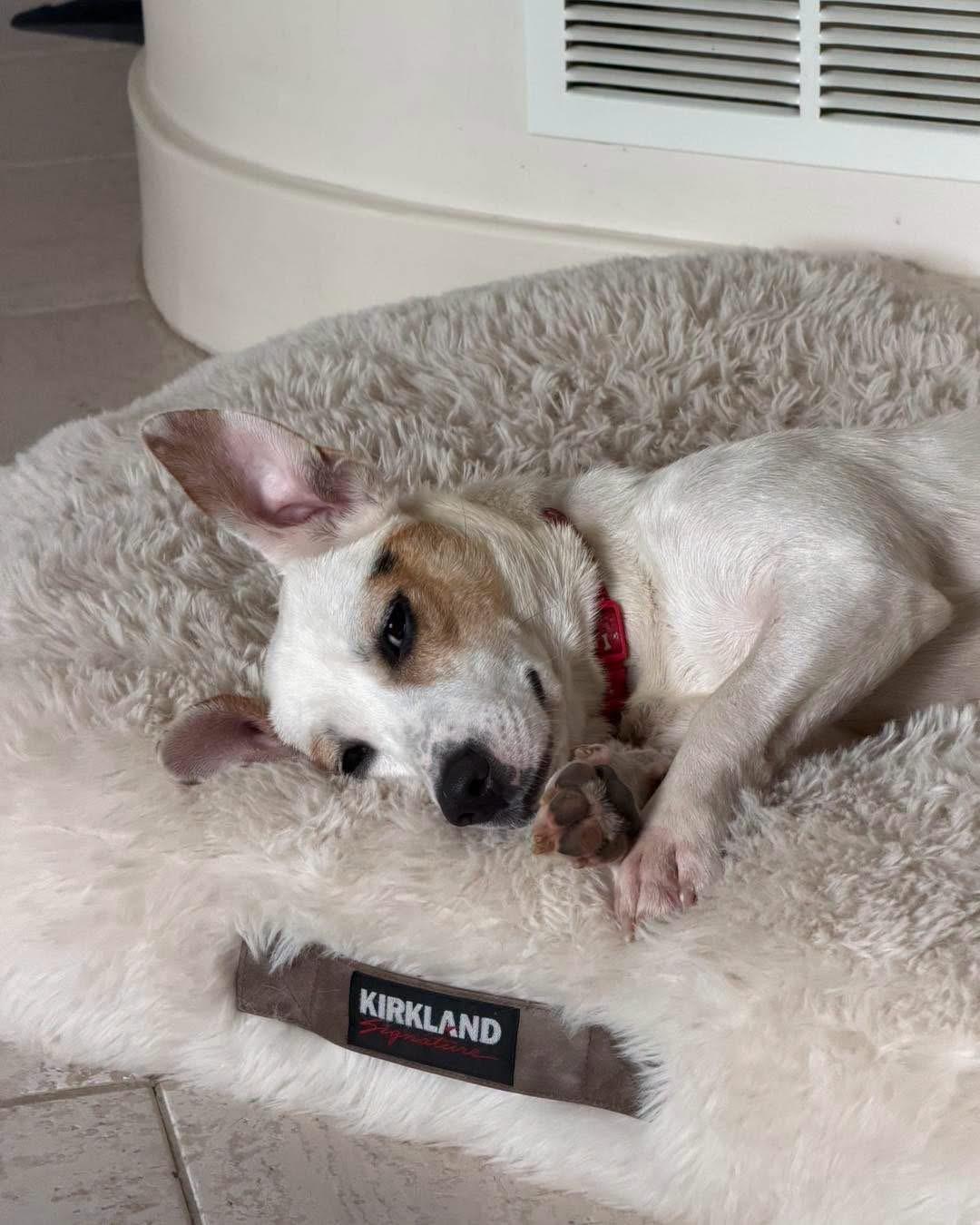 Enlarge Vinny, a Adopted mixed breed in Louisville, KY image 1/6