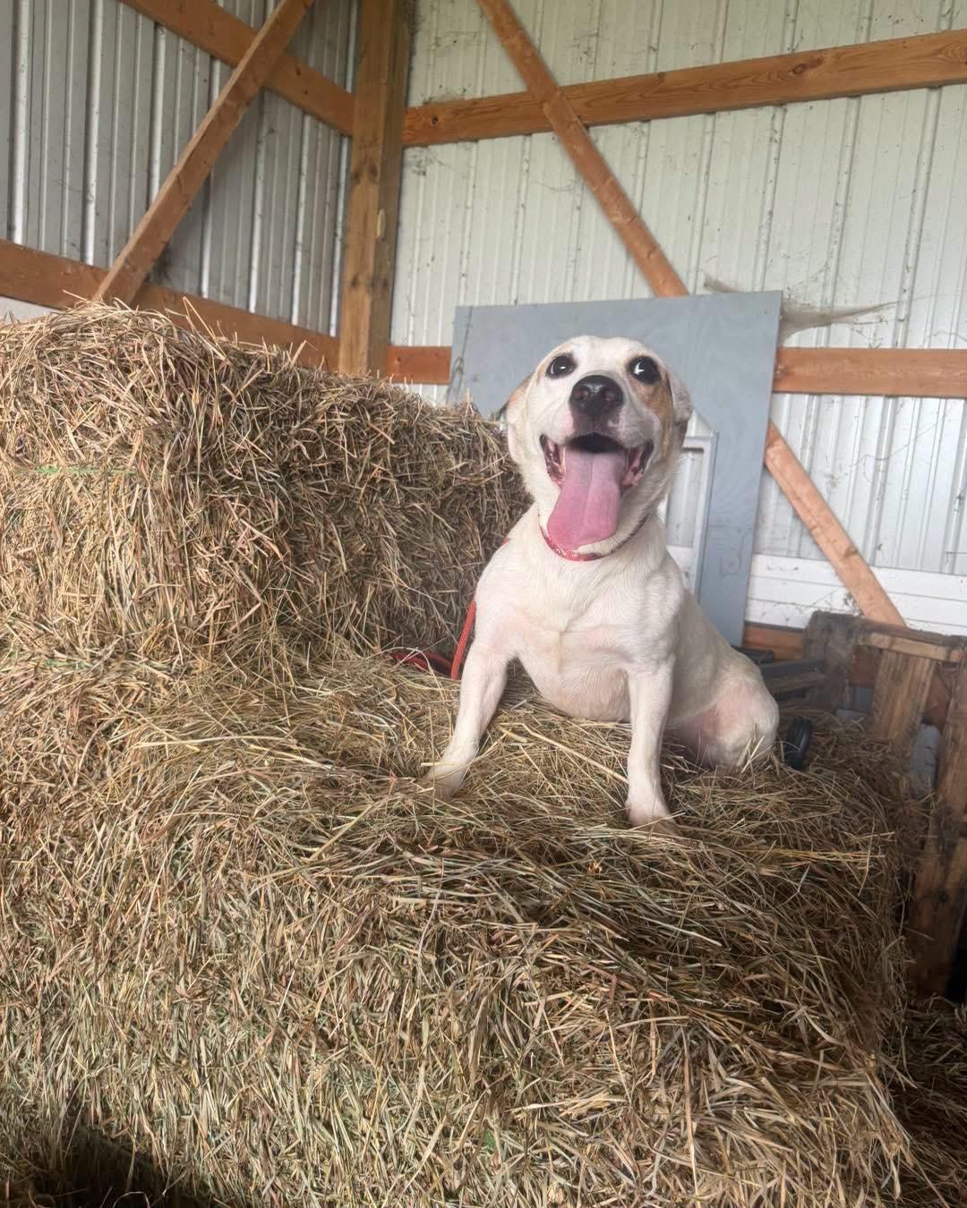 Enlarge Vinny, a Adopted mixed breed in Louisville, KY image 4/6