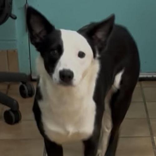 Enlarge Cookie, a Adoptable mixed breed in Muncie, IN image 1/1