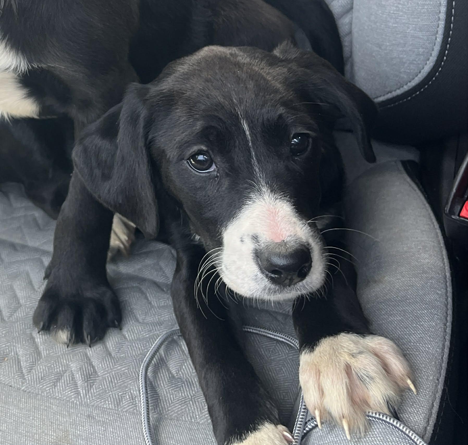 Enlarge Mable, an adopted mixed breed in North Olmsted, OH image 1/1