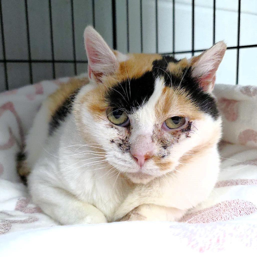 Nadia, Adoptable, Senior Female Domestic Short Hair.