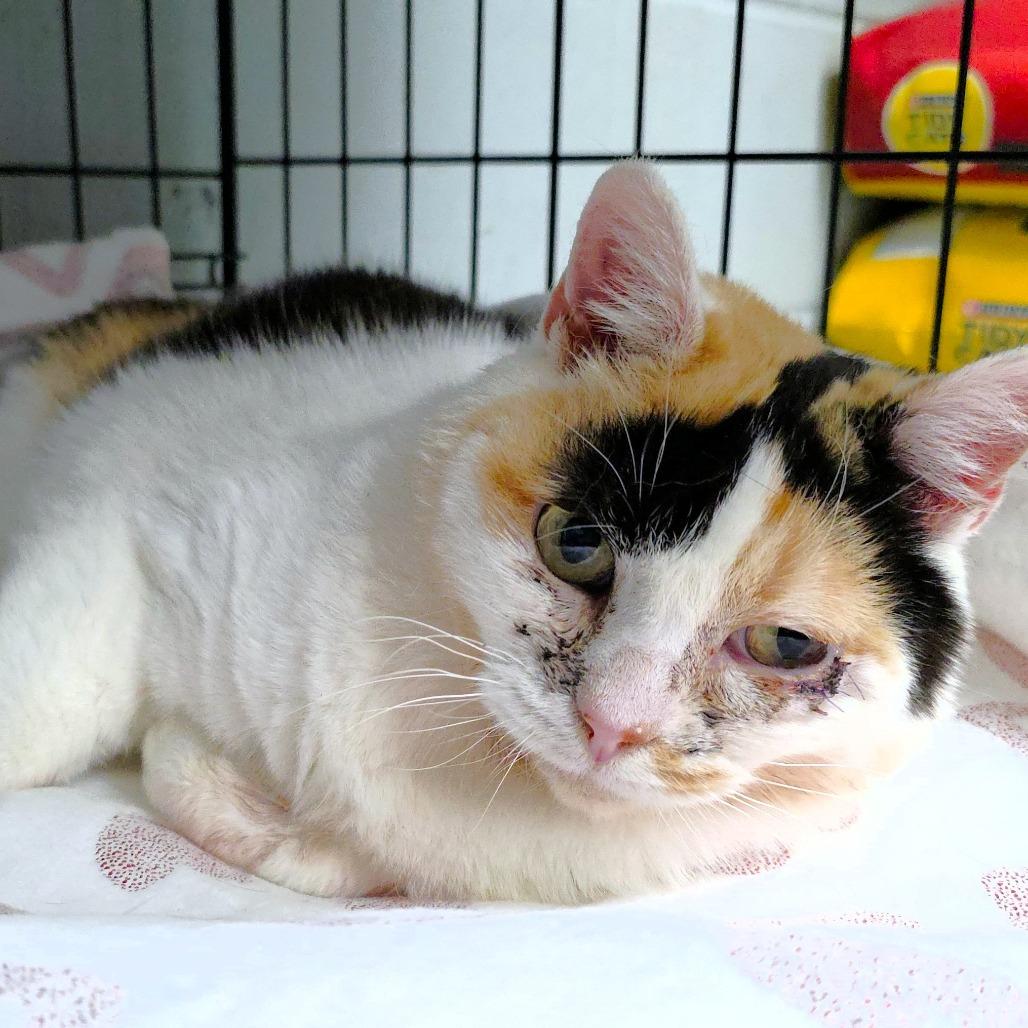 Nadia, a Adoptable Domestic Short Hair in Michigan City, IN image 2/5