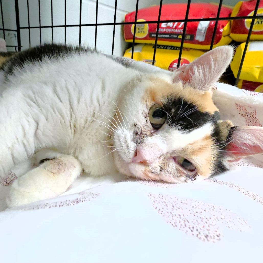 Nadia, a Adoptable Domestic Short Hair in Michigan City, IN image 3/5