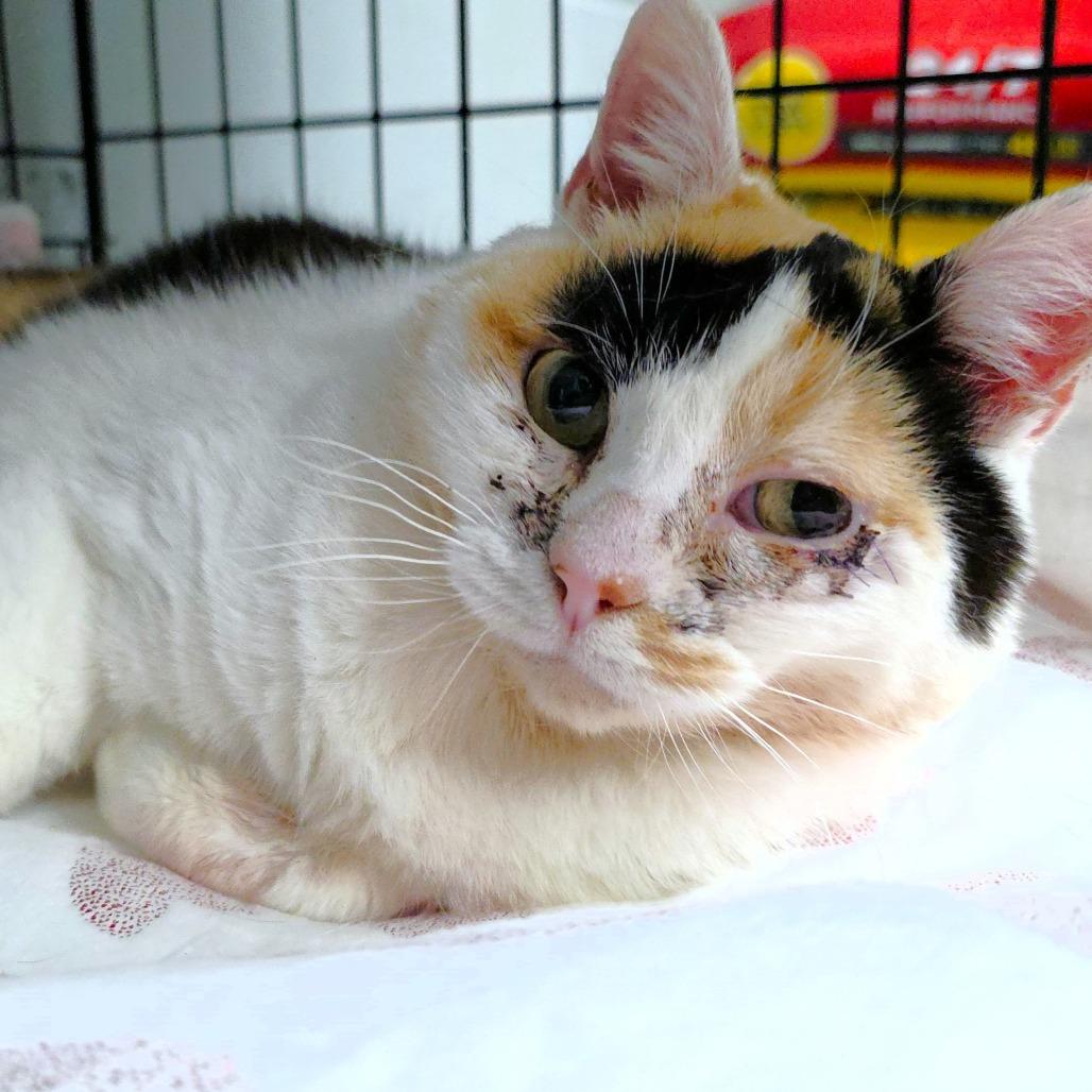 Nadia, a Adoptable Domestic Short Hair in Michigan City, IN image 4/5