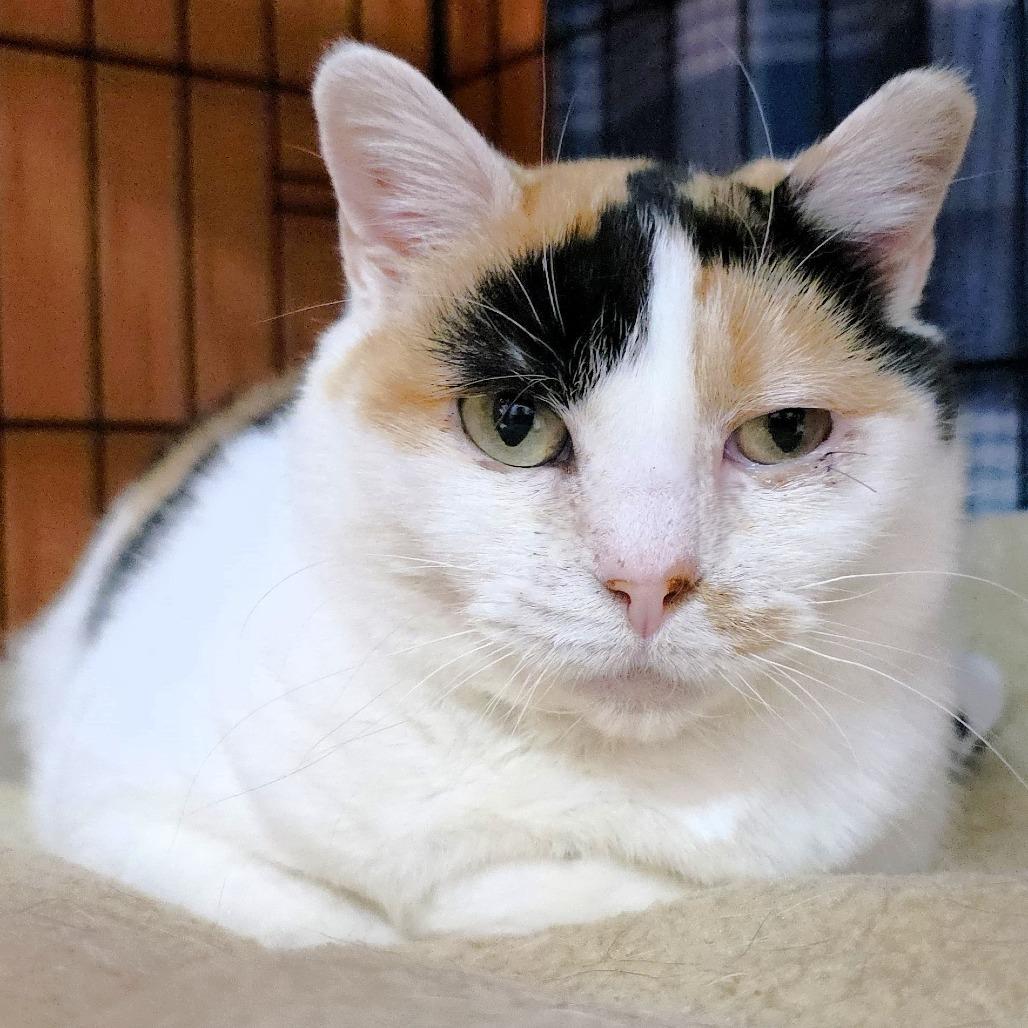 Nadia, a Adoptable Domestic Short Hair in Michigan City, IN image 5/6