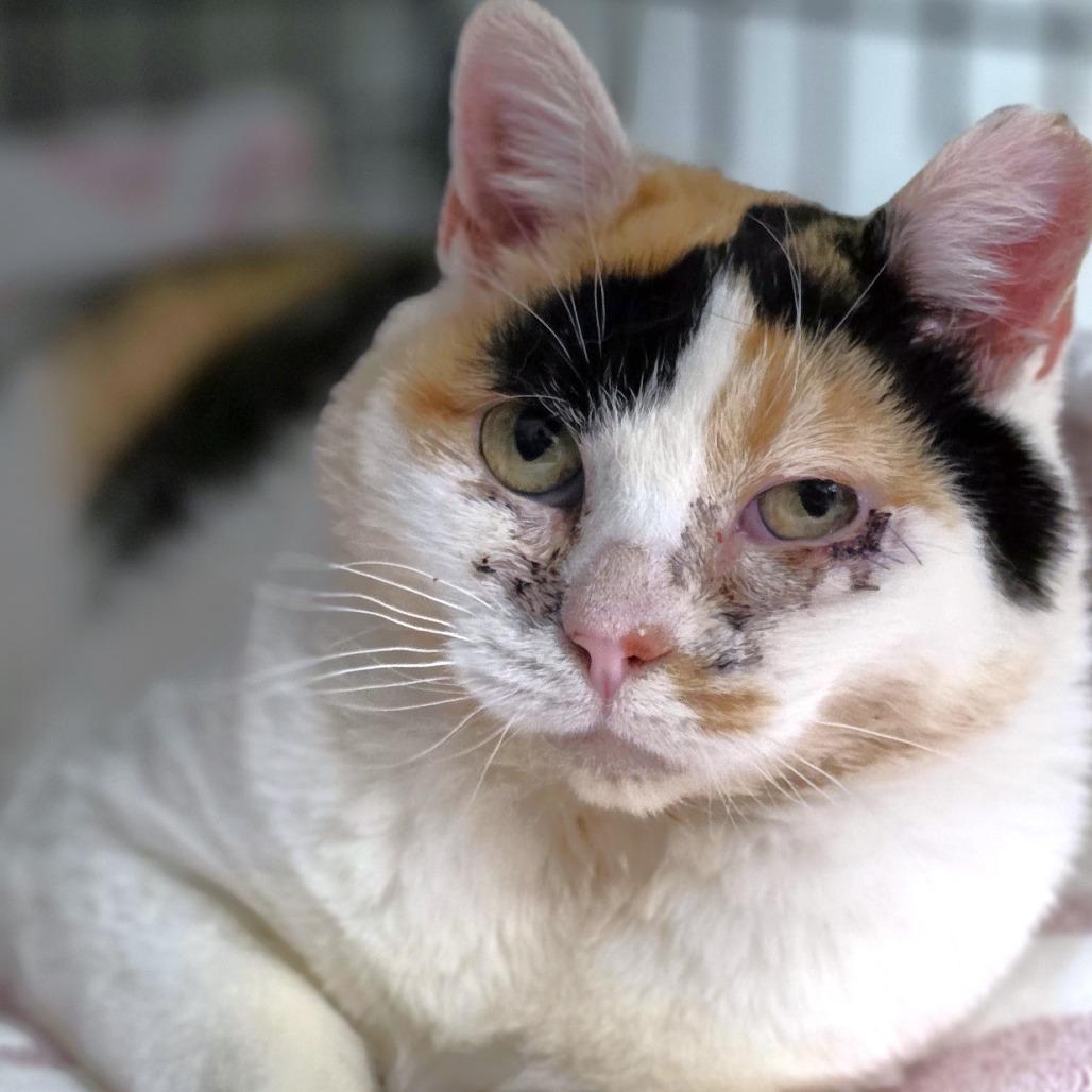 Nadia, a Adoptable Domestic Short Hair in Michigan City, IN image 5/5