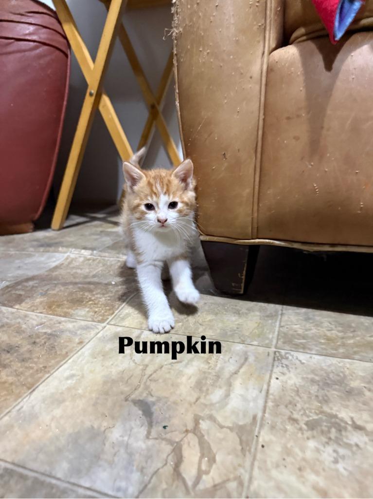 Enlarge Pumpkin, a Adoptable mixed breed in Libertyville, IL image 1/1