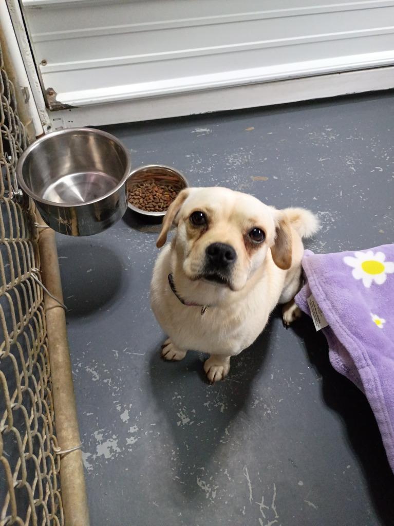 Lucky, Adoptable, Young Male Mixed Breed & Pug.