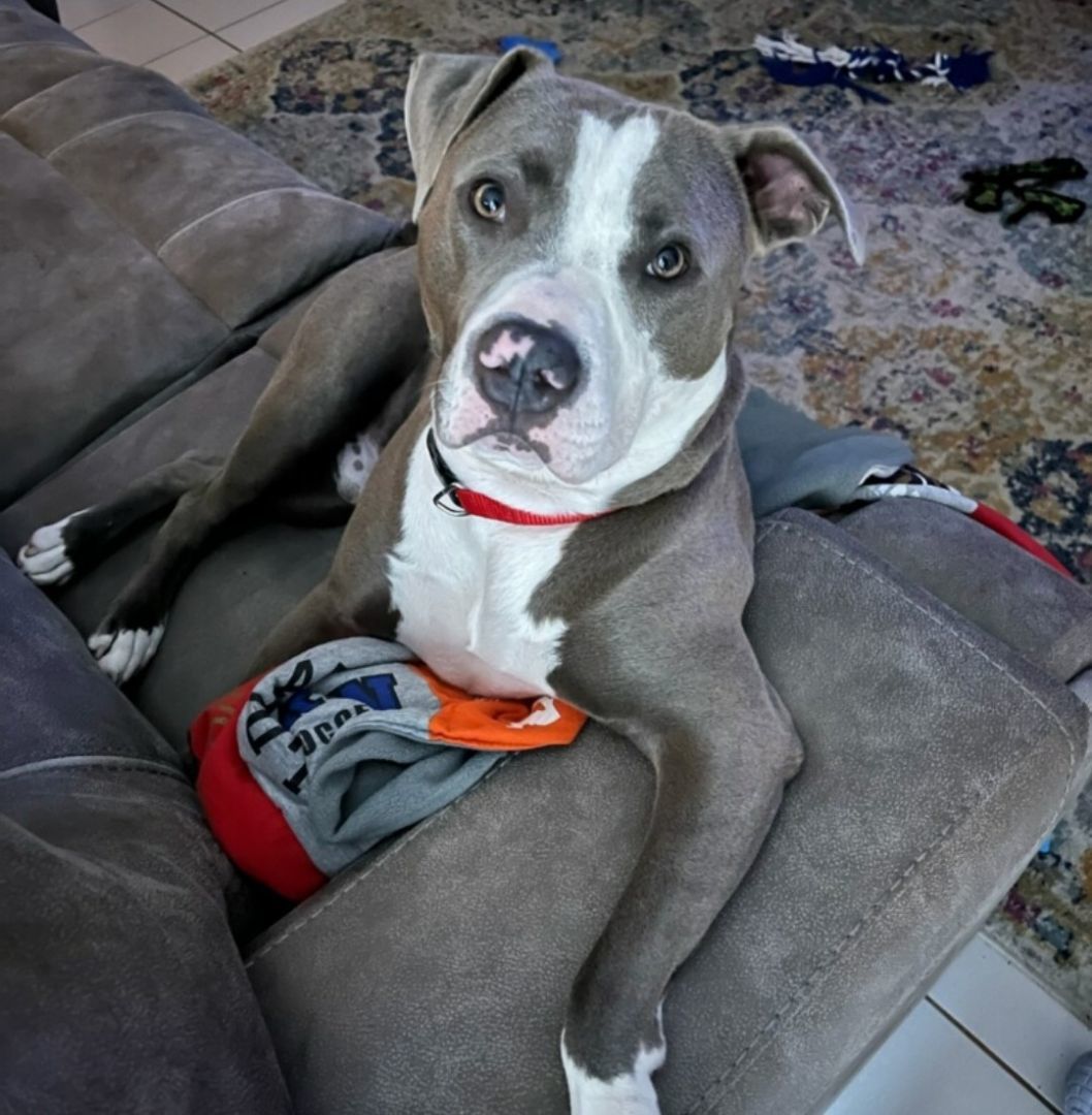Smokie Bear American Staffordshire Terrier Dog