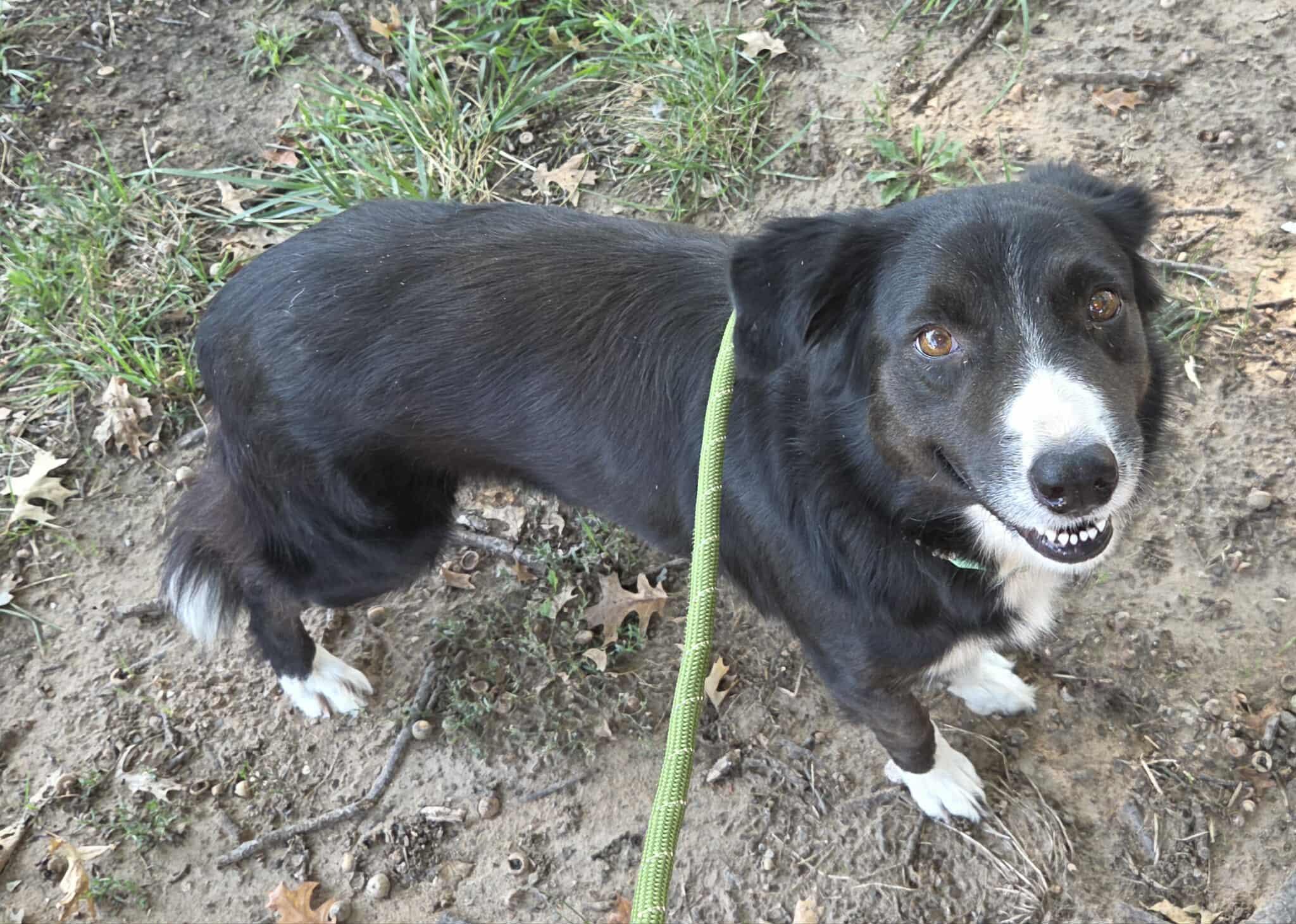 SADIE, adopted, Adult Female Border Collie.