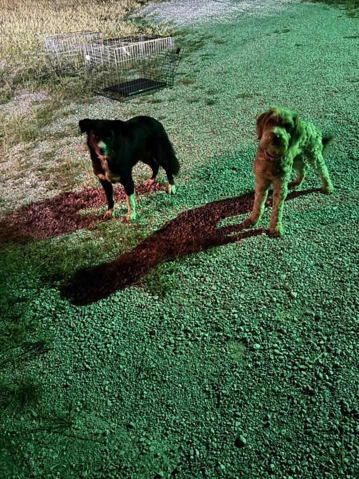 Enlarge SADIE, an adopted Border Collie in TULSA, OK image 2/5