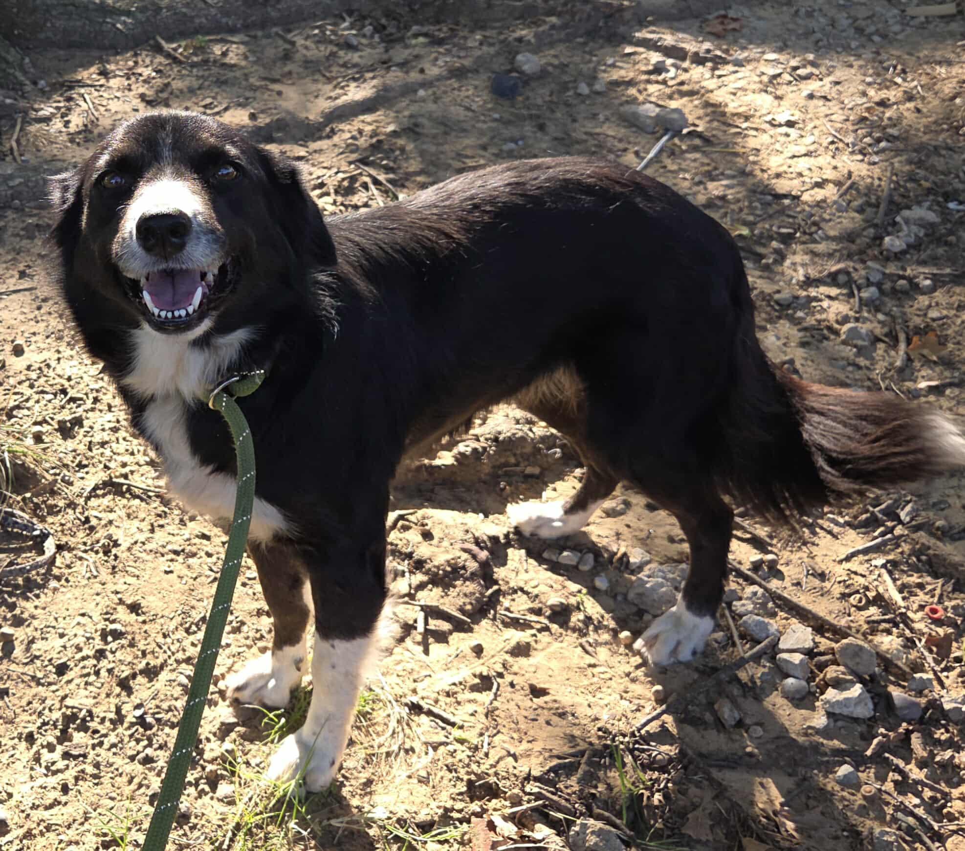 Enlarge SADIE, an adopted Border Collie in TULSA, OK image 3/5