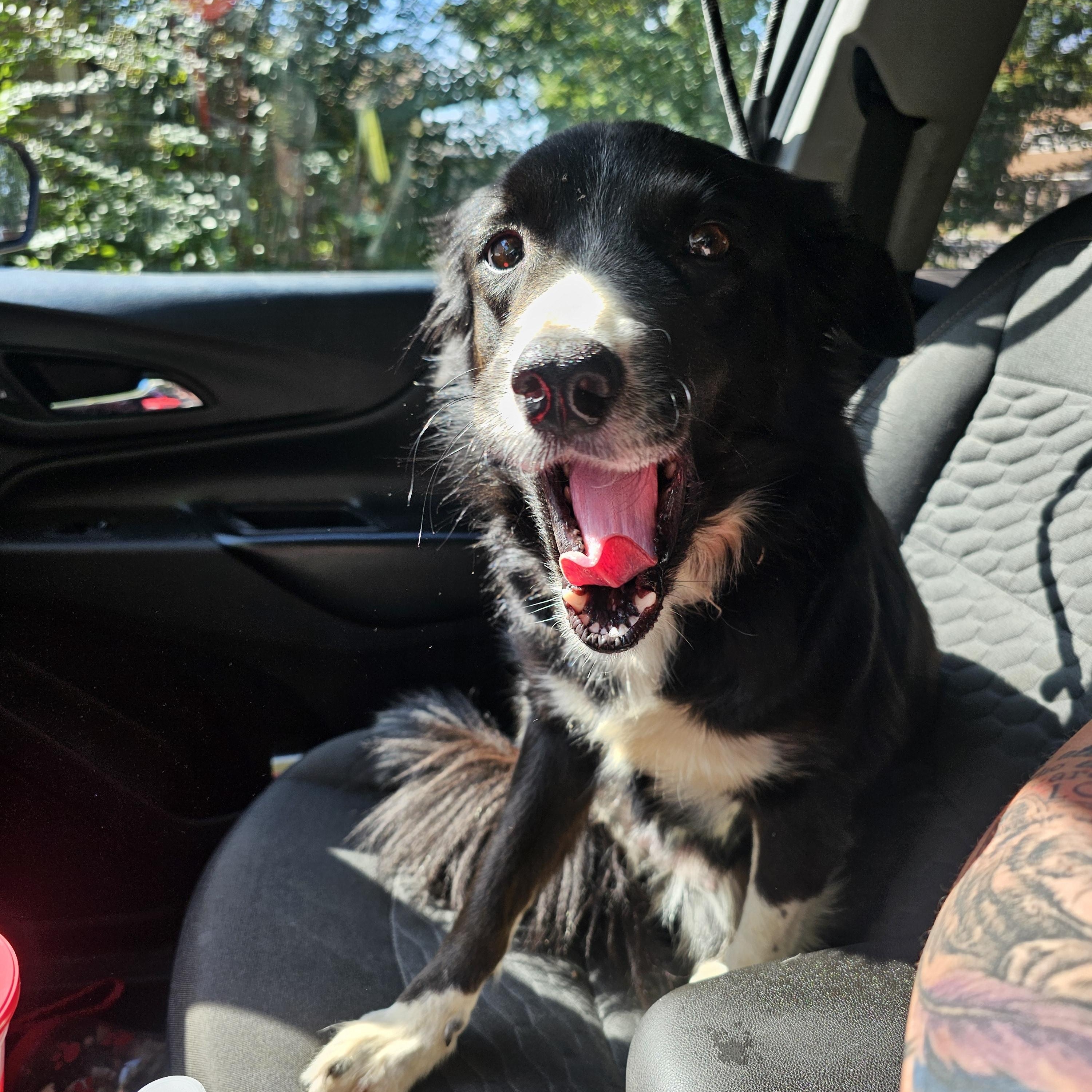 Enlarge SADIE, an adopted Border Collie in TULSA, OK image 5/5