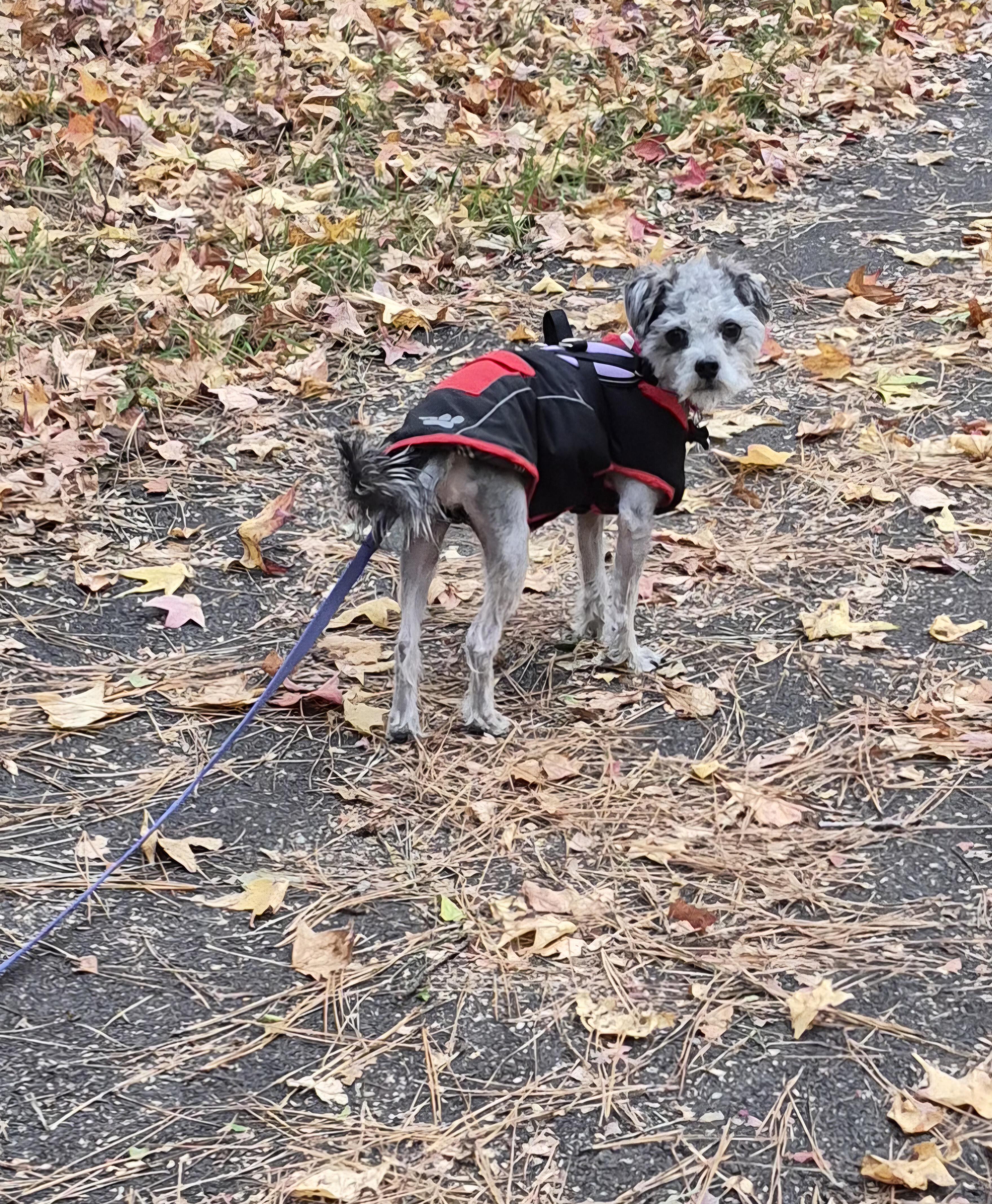 Enlarge Dexter, a Adoptable mixed breed in Columbia, MD image 4/6