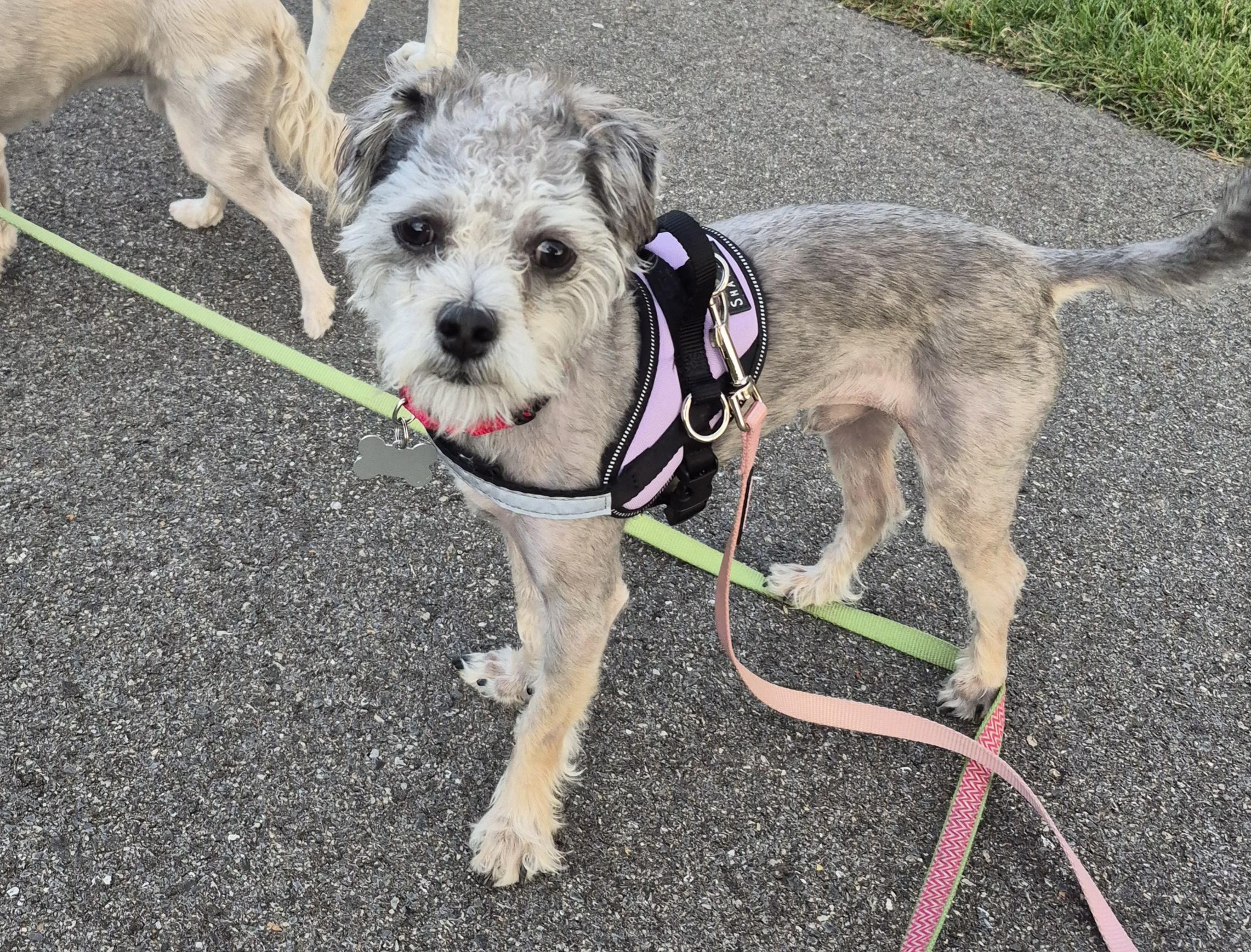 Enlarge Dexter, a Adoptable mixed breed in Columbia, MD image 2/6
