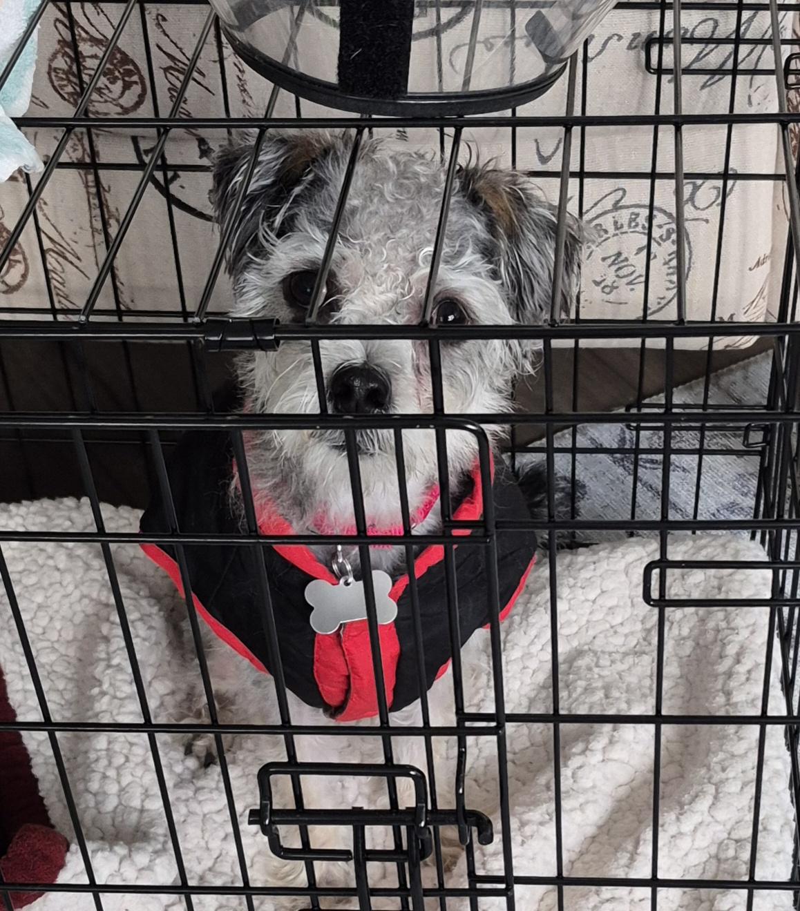 Enlarge Dexter, a Adoptable mixed breed in Columbia, MD image 3/6