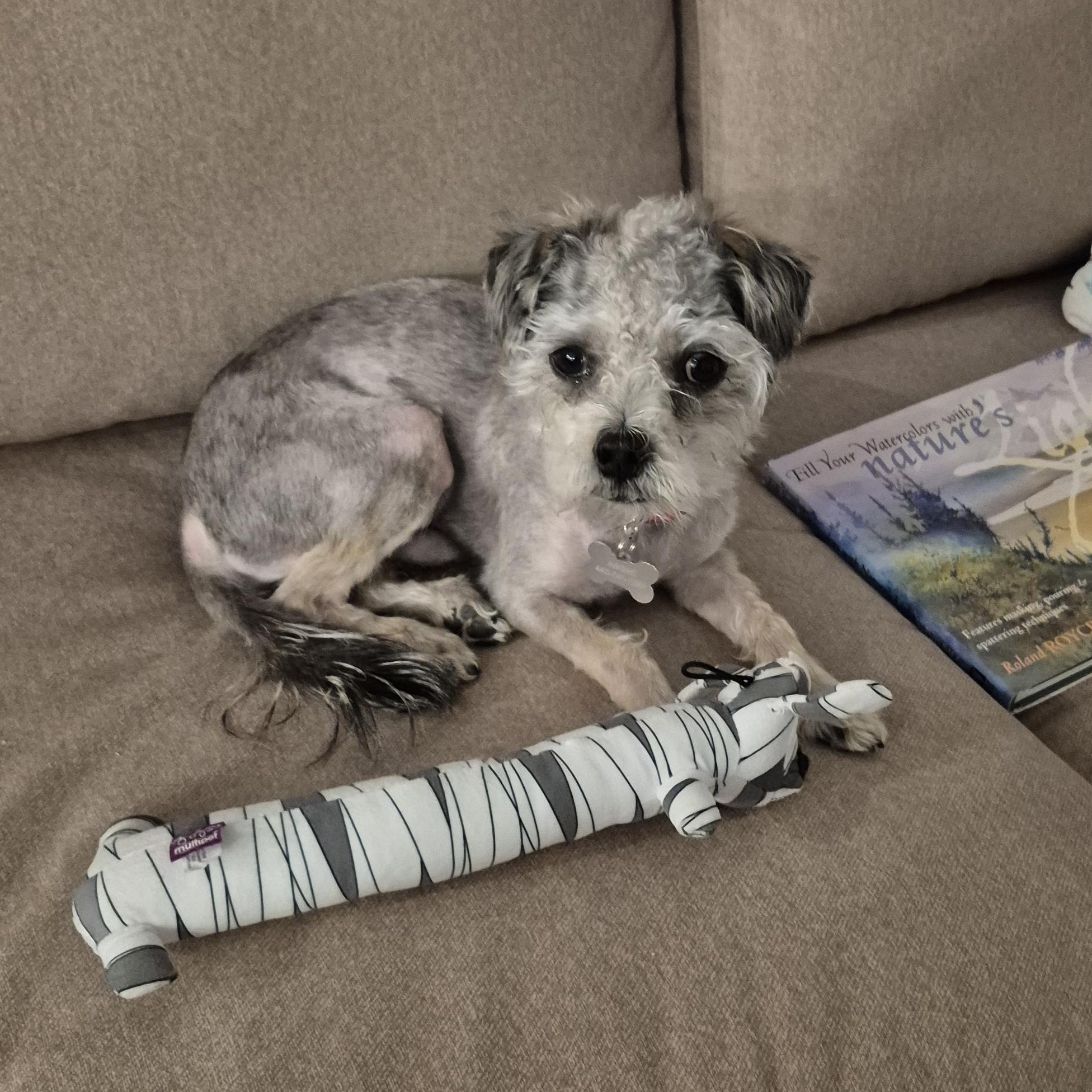 Enlarge Dexter, a Adoptable mixed breed in Columbia, MD image 6/6