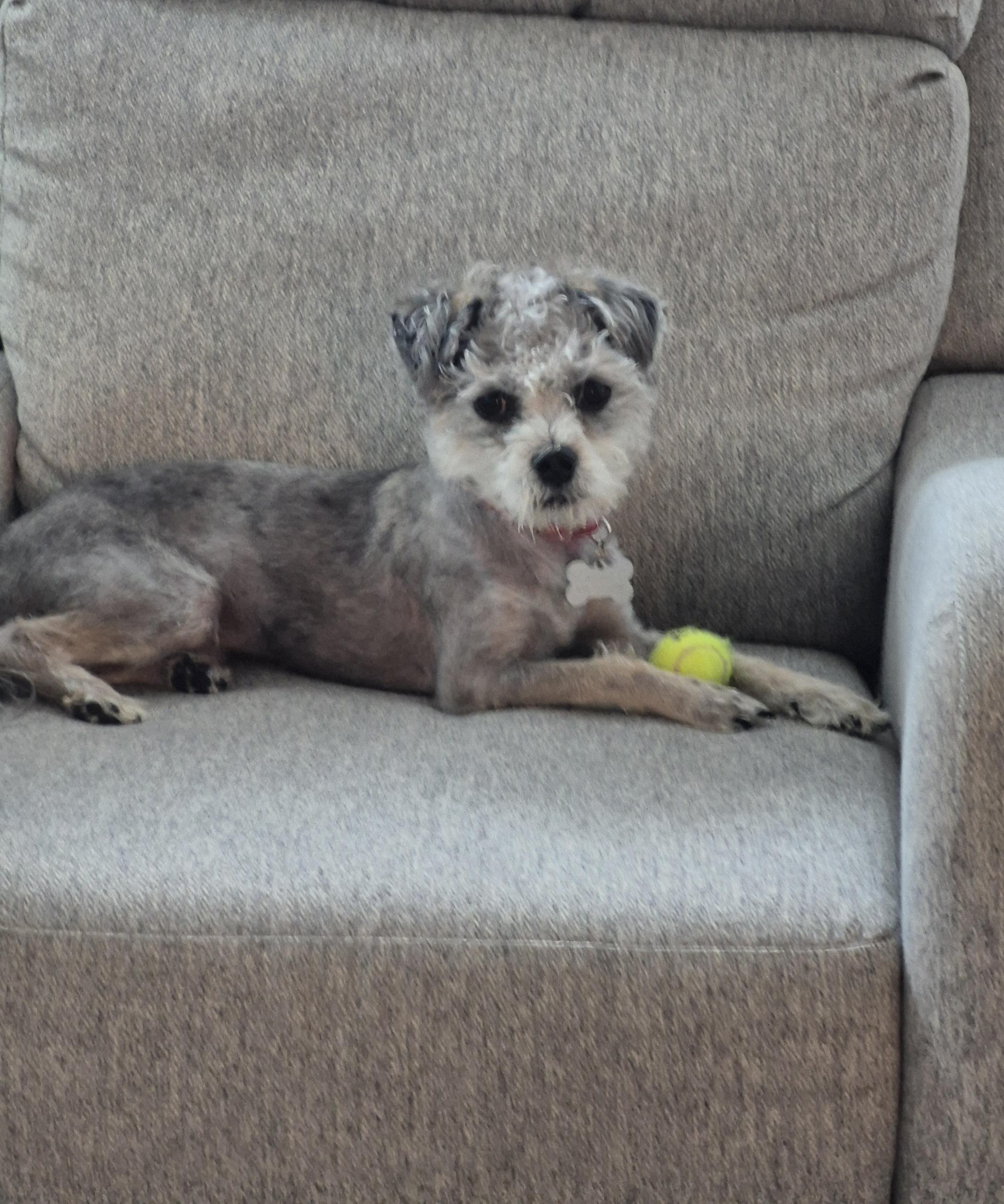 Dexter, Adoptable, Young Male Poodle (Toy) & Shih Tzu.