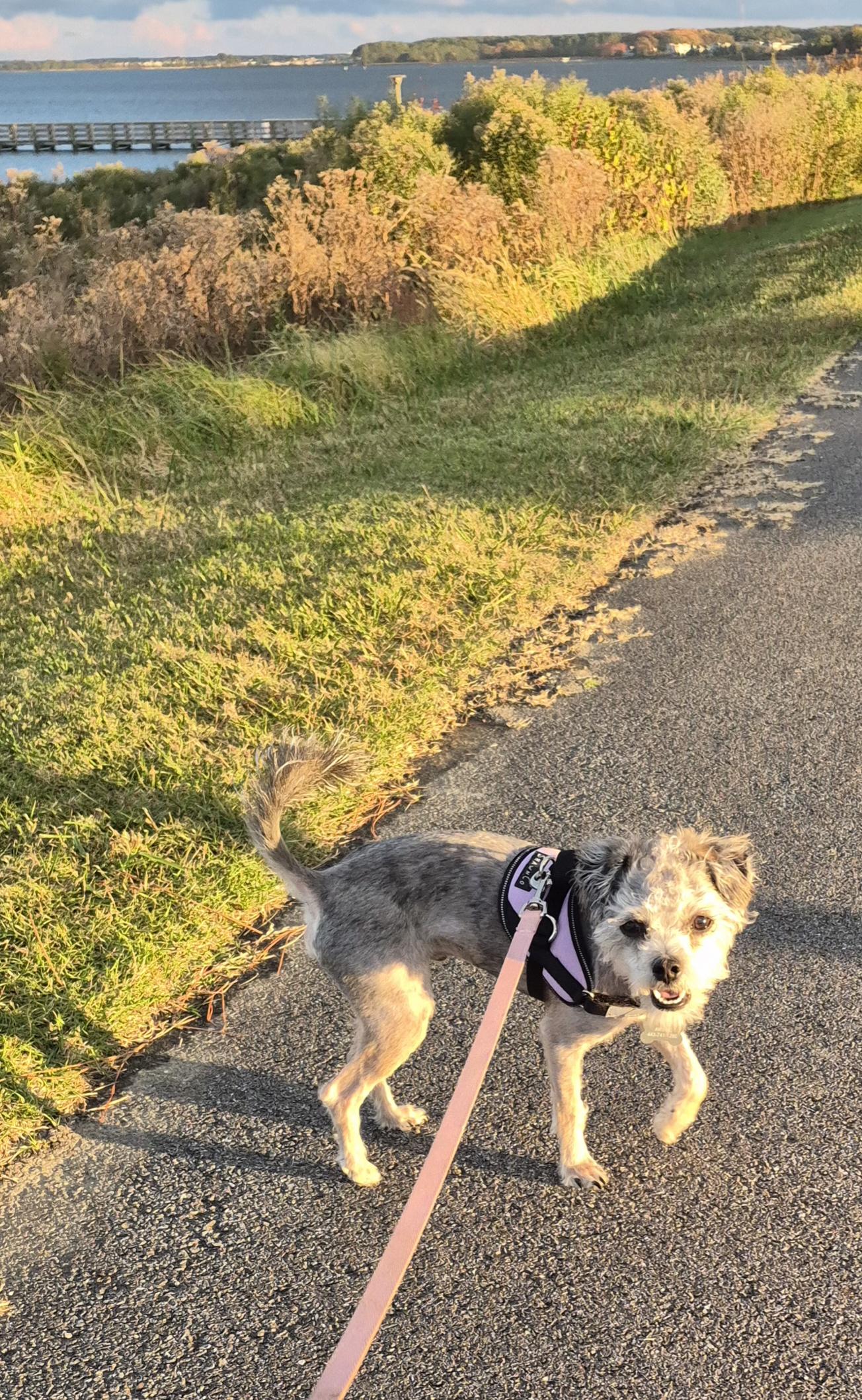 Enlarge Dexter, a Adoptable mixed breed in Columbia, MD image 5/6