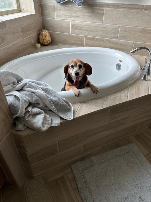 Enlarge Sadie, a Adoptable Beagle in Tomball, TX image 4/4