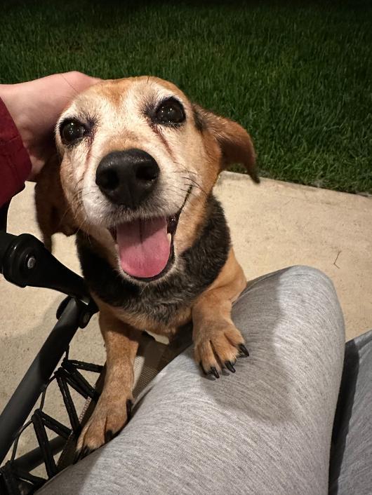 Enlarge Sadie, a Adoptable Beagle in Tomball, TX image 3/4