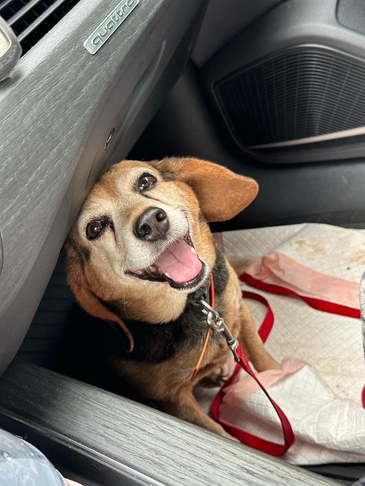 Enlarge Sadie, a Adoptable Beagle in Tomball, TX image 1/4