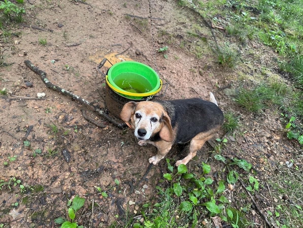 Enlarge Sadie, a Adoptable Beagle in Tomball, TX image 2/4