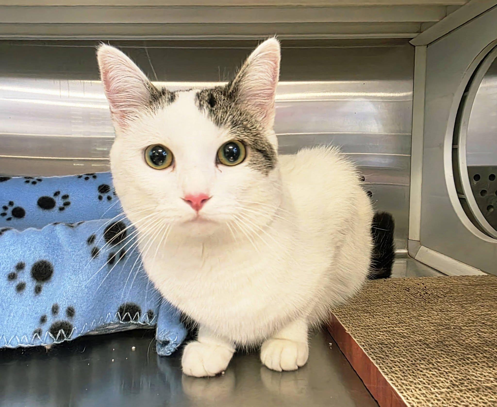 Jolene, an adopted Domestic Short Hair in Oak Ridge, TN image 3/5