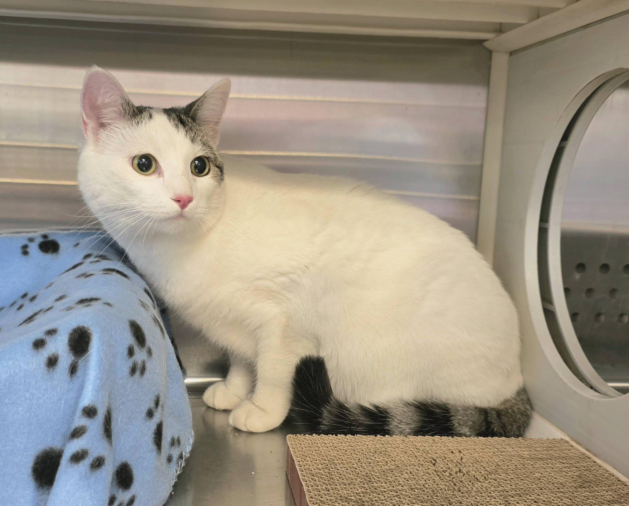 Jolene, an adopted Domestic Short Hair in Oak Ridge, TN image 4/5