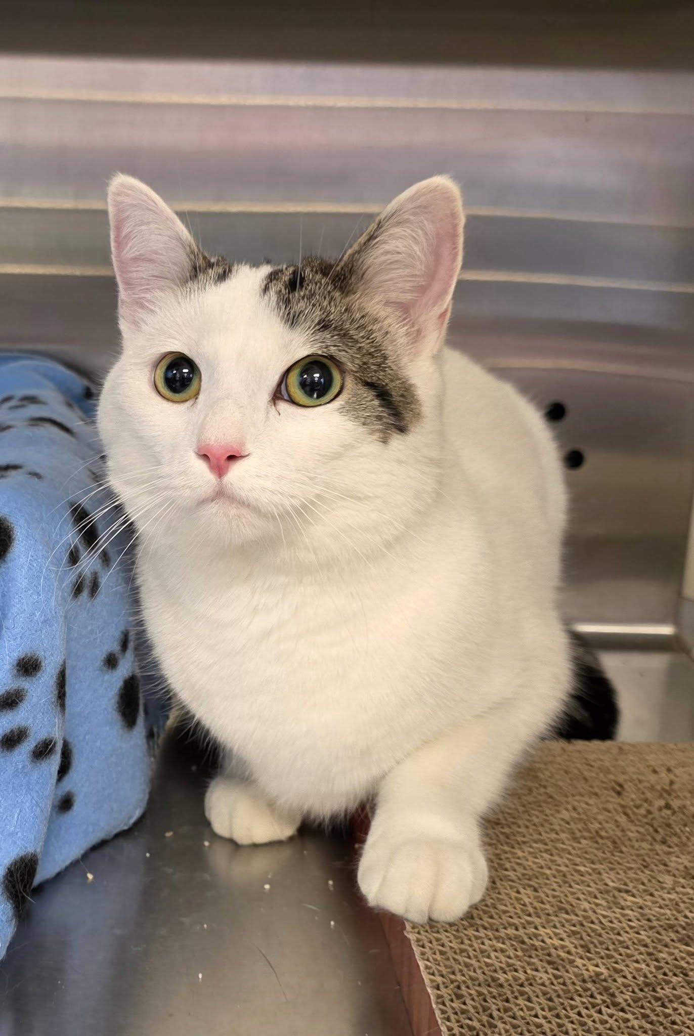 Jolene, an adopted Domestic Short Hair in Oak Ridge, TN image 1/5