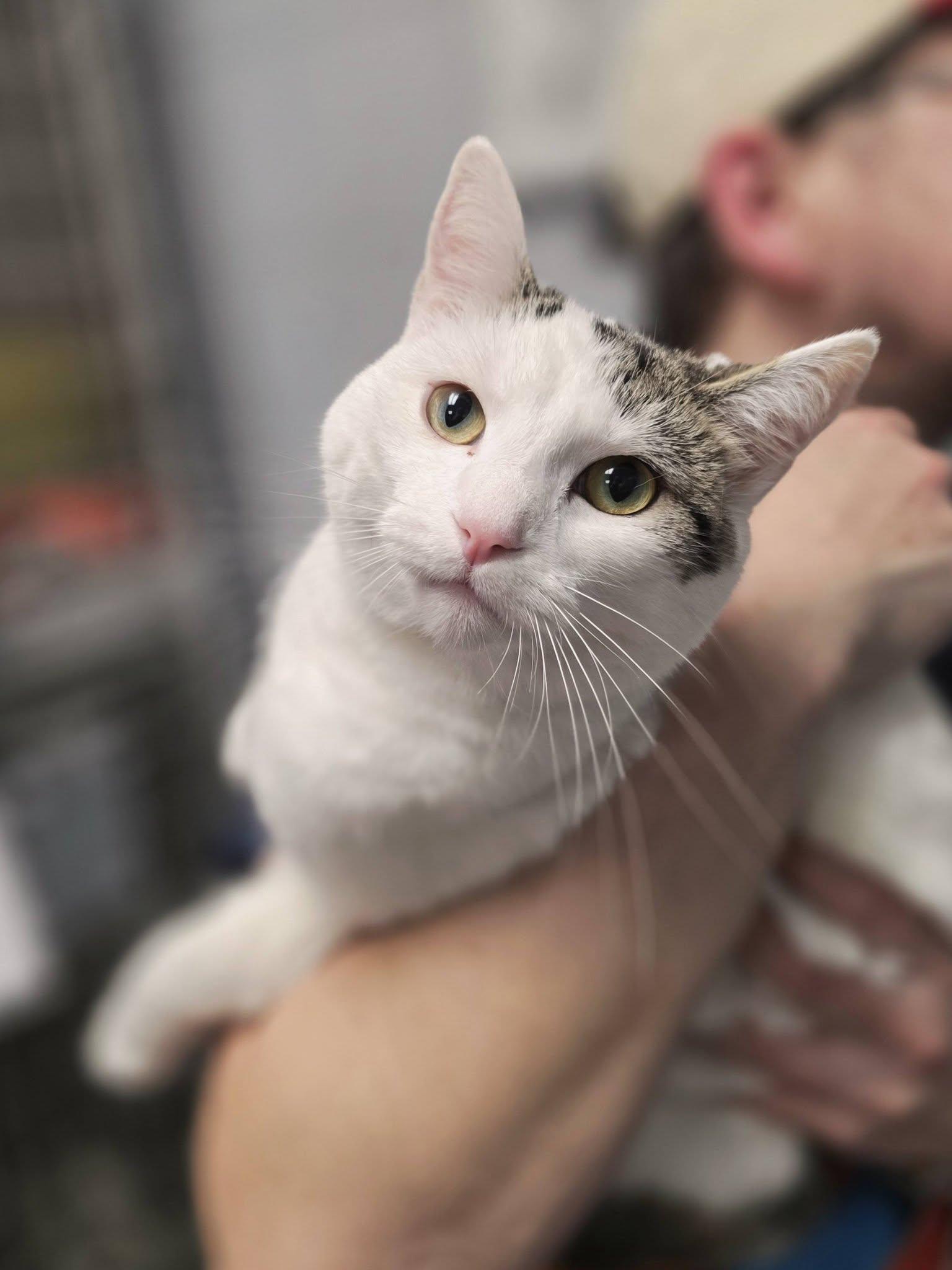 Jolene, an adopted Domestic Short Hair in Oak Ridge, TN image 2/5