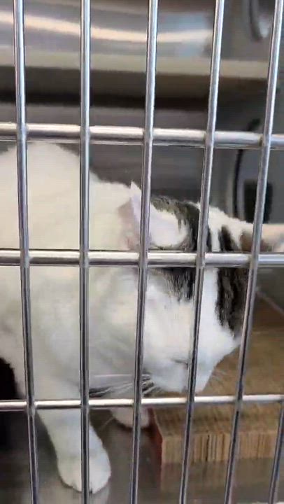 Enlarge Jolene, an adopted Domestic Short Hair in Oak Ridge, TN video 5/5