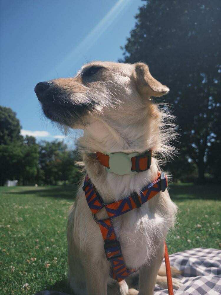 Enlarge Bingo, an adoptable Mixed Breed in Vancouver, BC image 6/6
