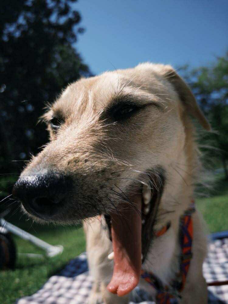 Enlarge Bingo, an adoptable Mixed Breed in Vancouver, BC image 4/6