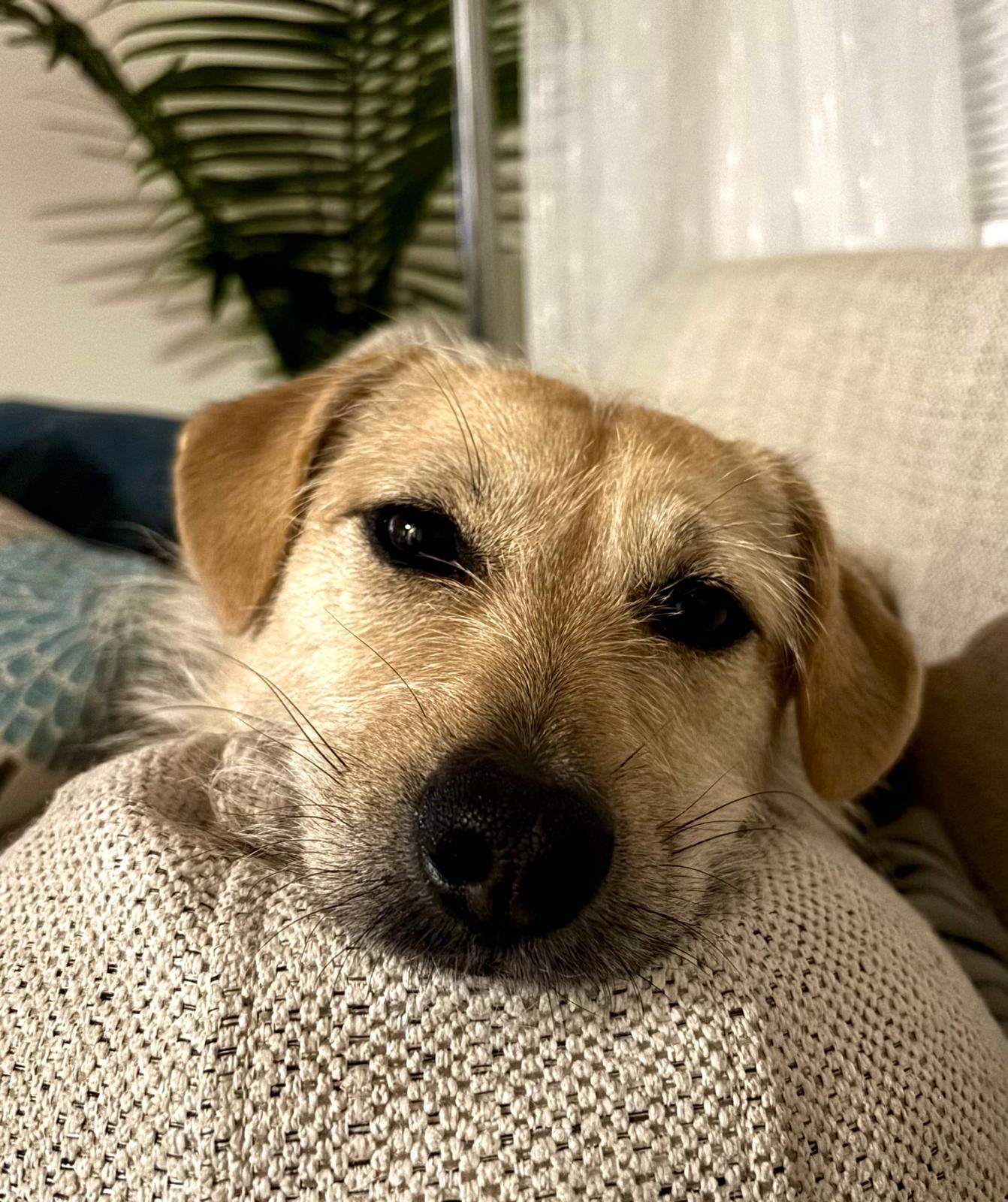 Enlarge Bingo, an adoptable Mixed Breed in Vancouver, BC image 2/6