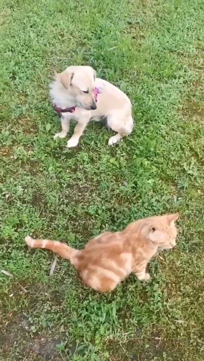 Enlarge Bingo, an adoptable Mixed Breed in Vancouver, BC video 3/6