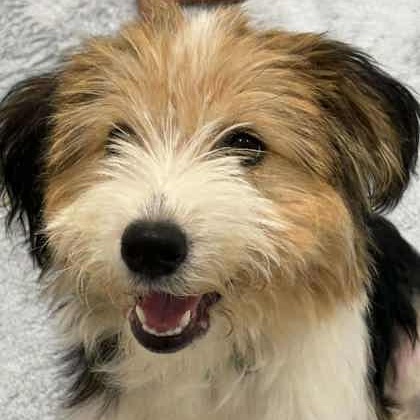 Enlarge Winnie, a Adopted Mixed Breed in Perth, ON image 1/3