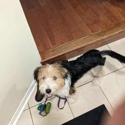 Enlarge Winnie, a Adopted Mixed Breed in Perth, ON image 3/3