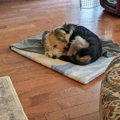 Enlarge Winnie, a Adopted Mixed Breed in Perth, ON image 2/3