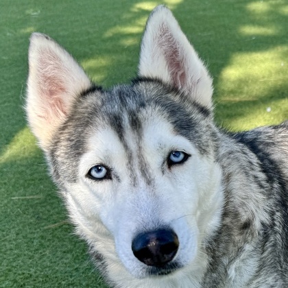 Bella
